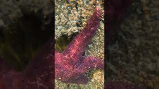 Underwater Purple Sea Stars on Lummi Island pnw gopro [upl. by Oirevas]