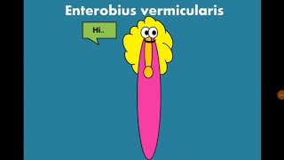 Enterobius vermicularis Pinworm  Oxyuris الدودة الدبوسية [upl. by Munsey392]