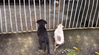 Two Soaked Puppies Kneel by The Door Pleading for Open Hoping to Be Warm Like the Friend Inside [upl. by Henrique]