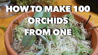 How to Make 100 Orchids From One Without Keiki Paste [upl. by Ruff]