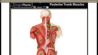 Posterior Trunk Muscles  Deltoid Rhomboid Major Internal Abdominal Oblique [upl. by Adnahsor]