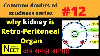 Retroperitoneal organs  Retroperitoneal Meaning in Hindi why Kidney is Retroperitoneal organ NEET [upl. by Francie]