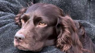 S 35 Show 2 Boykin Spaniels and Katys 1st Hunt [upl. by Preuss232]