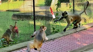 Langur vs Monkey Fight  Terrible langur monkey battle war [upl. by Rickard]