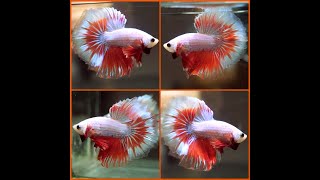 Betta Fish IMPERIAL RED DRAGON Rosetail Halfmoon Male X440 [upl. by Orfinger]