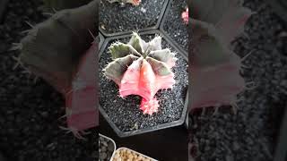 gymnocalycium variegated [upl. by Aleyam]