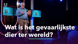 Wat is het gevaarlijkste dier ter wereld [upl. by Martella724]