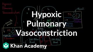 Hypoxic pulmonary vasoconstriction  Circulatory system physiology  NCLEXRN  Khan Academy [upl. by Dowd]