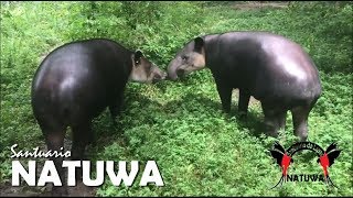 La Danta en Costa Rica Tapirus bairdii [upl. by Dart489]