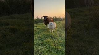 Prachtige start van de dag zonsopkomst in Uitgeest met ontwakende schapen [upl. by Harrak]