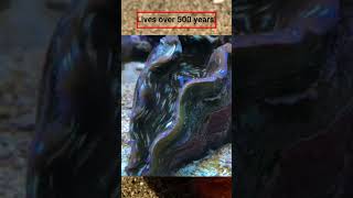 This Can Lives over 507 Years😲 Quahog Ocean Ming clam Arctica Islandica [upl. by Itsrejk]