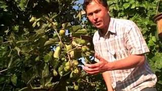 How to get your Figs on your Fig Tree to Ripen Faster [upl. by Sitruk]