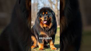 Tibetan Mastiffs The Legend of the Worlds Wildest Dog [upl. by Eimerej]