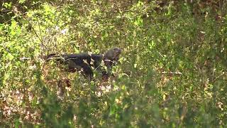 Crowned Eagle Stephanoaetus coronatus  Kruger near Pafuri South Africa 482011 [upl. by Atiuqes238]