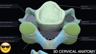 Cervical Vertebrae Anatomy  3D OMT COMLEX [upl. by Yliram894]