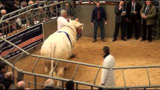 Charolais Bull Sale 16 lots prices 9000 gns  17000 gns at Stirling Agricultural Centre 241012 [upl. by Noeht]