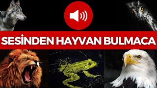 Hayvanları Seslerinden Bulabilir Misin  HAYVAN BULMACA  HAYVAN SESLERİ BUL  HAYVANLARI TANIYALIM [upl. by Saravat]