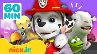 Psi Patrol  NAJLEPSZE Akcje Ratunkowe Marshalla 🦁  60 Minutowa Kompilacja  Nick Jr Polska [upl. by Kcirderf]