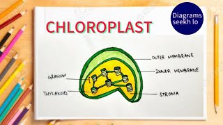 Chloroplast diagram drawing CBSE Easy way Science diagram How to draw chloroplast [upl. by Nared384]