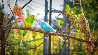 1 HOUR  BUDGIES SINGING OUTDOORS [upl. by Talmud]