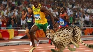 Usain Bolt Races Cheetah on Track  AMAZING [upl. by Clements]