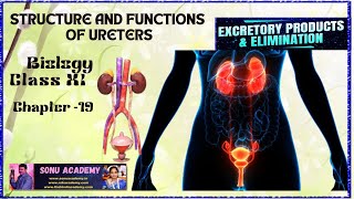 Structure and Functions of Ureters  Chap  19  class11 biology neet education excretion [upl. by Ynobe]