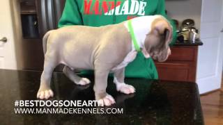 Most Beautiful Puppy On Earth Xl Pitbull Puppies For Sale ManMade Kennels [upl. by Neellek903]