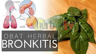 Manfaat Daun Sirih Untuk Obat Bronkitis Herbal  Treatment of Herbal Bronchitis [upl. by Jer]