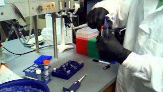 isopropanol precipitation adding 3m sodium acetate and isopropanol [upl. by Roosnam]