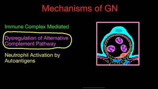 Mechanisms of Glomerulonephritis [upl. by Eniamerej]