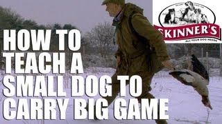 Gundog training tips  How to get your small dog to carry big game [upl. by Amary6]