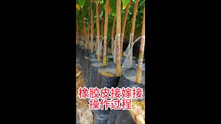 嫁接新手也能上手：橡膠皮接法的簡易教學公開Grafting for novice grafters Easy to teach rubber skin grafting Open [upl. by Haslam258]