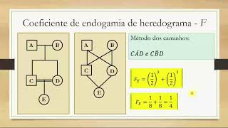 11 COEFICIENTE DE ENDOGAMIA DE HEREDOGRAMA 01 [upl. by Aicen772]