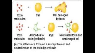 antitoxin mechanism [upl. by Akinaj]