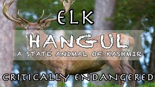 HangulA short Documentary on Kashmiri Red Stag [upl. by Aylatan232]