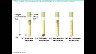 Chapter 6 Microbial Growth Bauman Textbook [upl. by Nosniv]