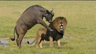 Incredible Lion Vs Buffalo  Buffalo Kill Lion To Save His Life [upl. by Loram]