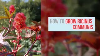 Ricinus communis Growing Guide Castor Bean Castor Oil Plant by GardenersHQ [upl. by Ier]