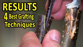 The 4 BEST Grafting Techniques using DORMANT SCIONS  RESULTS after 35 days [upl. by Inaluahek]