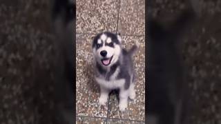 This husky pup is super talkative and happy [upl. by Edward27]