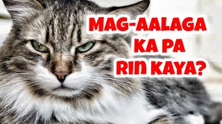 KAPAG NALAMAN MO ITO BAKA HINDI KA NA MAGALAGA NG PUSA [upl. by Eldreeda]