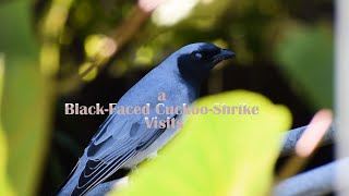 A BlackFaced CuckooShrike Visits [upl. by Vera]