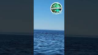 BALEINE À BOSSE À TADOUSSAC AU QUÉBEC 🤩🤩 terrario animals nature sea canada whale rorqual [upl. by Akselaw937]