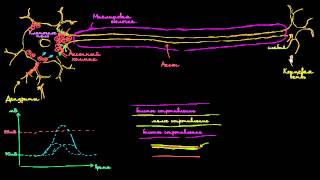 Скачкообразная проводимость в нейронах [upl. by Infeld]