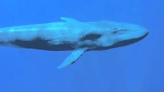 Curious Blue Whale says Hello [upl. by Ire]