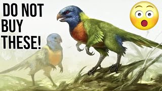 10 Reasons why you should not buy Rainbow Lorikeet Parrots [upl. by Alaaj]