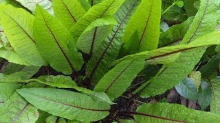 Growing More Perennial Vegetables and Herbs [upl. by Enial650]