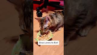 Zeus Loves to Eat catskitten catoftheday toyger catseating [upl. by Amihc976]