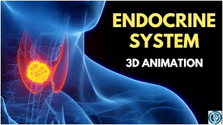 Endocrine System Anatomy and Physiology  3D Glands amp Hormones Animation [upl. by Yendic]