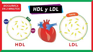 Bioquímica en 2 minutos LDL y HDL [upl. by Vigor20]